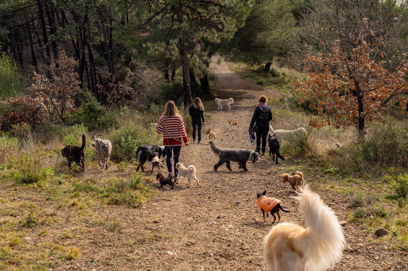 Chiens explorant librement un sous-bois